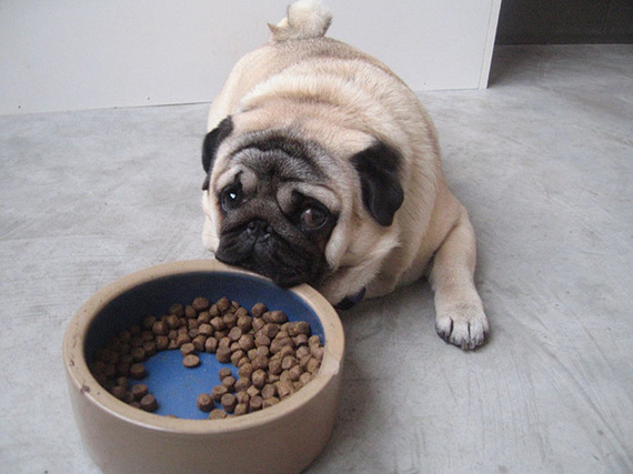 La comida segn el perro